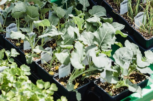叶子蔬菜种植：控制杂草的有效方法