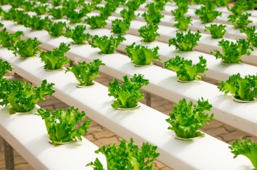 阳台种植蔬菜的创新：引入智能监控系统