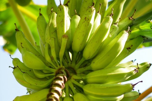 香蕉黄叶病是什么原因造成
