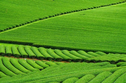 绿茶栽培技术注意事项，绿茶栽培技术注意事项有哪些